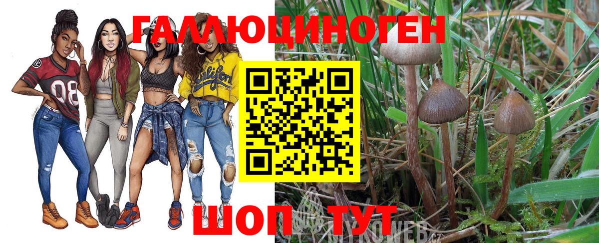 Псилоцибиновые грибы Psilocybine cubensis Карабулак